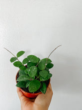 Load image into Gallery viewer, Hoya Mathilde Splash