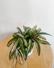Load image into Gallery viewer, Hoya Wayettii Variegated