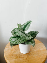 Load image into Gallery viewer, Satin Pothos ‘Exotica’ (Scindapsus pictus)