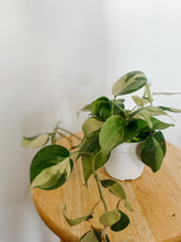 Load image into Gallery viewer, Philodendron Cordatum Brasil