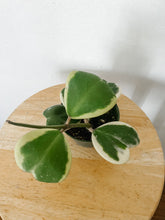 Load image into Gallery viewer, Variegated Hoya Kerrii