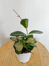 Load image into Gallery viewer, Hoya Australis Lisa