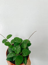 Load image into Gallery viewer, Hoya Mathilde Splash