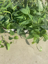 Load image into Gallery viewer, Cebu Blue Pothos Epipremnum pinnatum