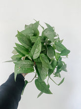 Load image into Gallery viewer, Cebu Blue Pothos Epipremnum pinnatum