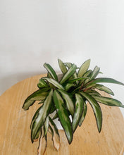 Load image into Gallery viewer, Hoya Wayettii Variegated