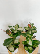 Load image into Gallery viewer, Hoya Australis Lisa