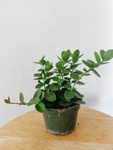 Load image into Gallery viewer, Hoya Cumingiana