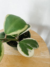 Load image into Gallery viewer, Variegated Hoya Kerrii
