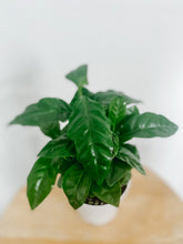 Load image into Gallery viewer, Arabica Coffee Plant