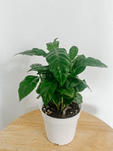 Load image into Gallery viewer, Arabica Coffee Plant