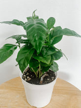 Load image into Gallery viewer, Arabica Coffee Plant