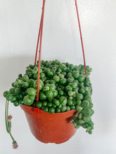 Load image into Gallery viewer, String of Pearls 6in. (Short Length)