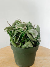 Load image into Gallery viewer, Hoya Carnosa Compacta Variegated/Hindu Rope Variegated