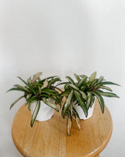Load image into Gallery viewer, Hoya Wayettii Variegated