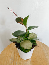 Load image into Gallery viewer, Hoya Australis Lisa