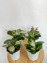 Load image into Gallery viewer, Hoya Australis Lisa