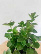 Load image into Gallery viewer, Hoya Cumingiana