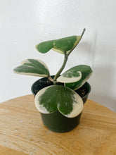 Load image into Gallery viewer, Variegated Hoya Kerrii