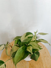 Load image into Gallery viewer, Philodendron Cordatum Brasil