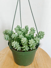 Load image into Gallery viewer, Donkey Tail in Hanging Pot.