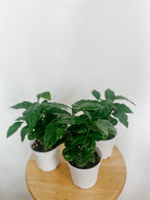 Load image into Gallery viewer, Arabica Coffee Plant