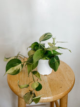 Load image into Gallery viewer, Philodendron Cordatum Brasil