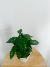 Load image into Gallery viewer, Arabica Coffee Plant