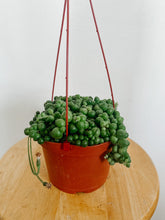 Load image into Gallery viewer, String of Pearls 6in. (Short Length)