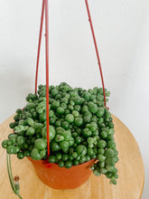 Load image into Gallery viewer, String of Pearls 6in. (Short Length)
