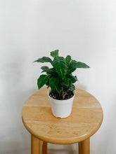 Load image into Gallery viewer, Arabica Coffee Plant