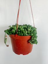 Load image into Gallery viewer, String of Pearls 6in. (Short Length)