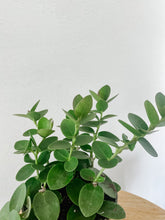 Load image into Gallery viewer, Hoya Cumingiana