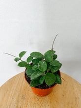 Load image into Gallery viewer, Hoya Mathilde Splash