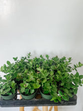 Load image into Gallery viewer, Hoya Cumingiana