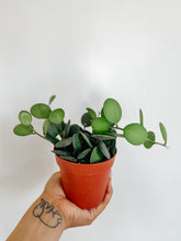 Load image into Gallery viewer, String of Coins (Xerosicyos Danguyi)