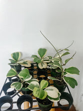 Load image into Gallery viewer, Variegated Hoya Kerrii