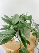 Load image into Gallery viewer, Cebu Blue Pothos Epipremnum pinnatum