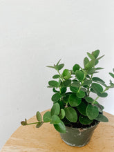 Load image into Gallery viewer, Hoya Cumingiana