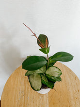 Load image into Gallery viewer, Hoya Australis Lisa