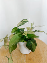 Load image into Gallery viewer, Philodendron Cordatum Brasil