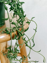 Load image into Gallery viewer, Trailing String of Dolphins in 6in Pot