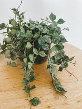 Load image into Gallery viewer, Trailing Hoya Curtisii