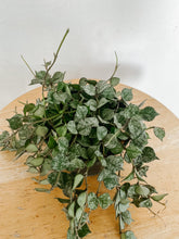 Load image into Gallery viewer, Trailing Hoya Curtisii