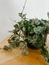 Load image into Gallery viewer, Trailing Hoya Curtisii