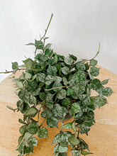 Load image into Gallery viewer, Trailing Hoya Curtisii