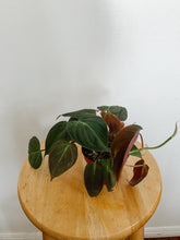 Load image into Gallery viewer, Philodendron Hederaceum Micans