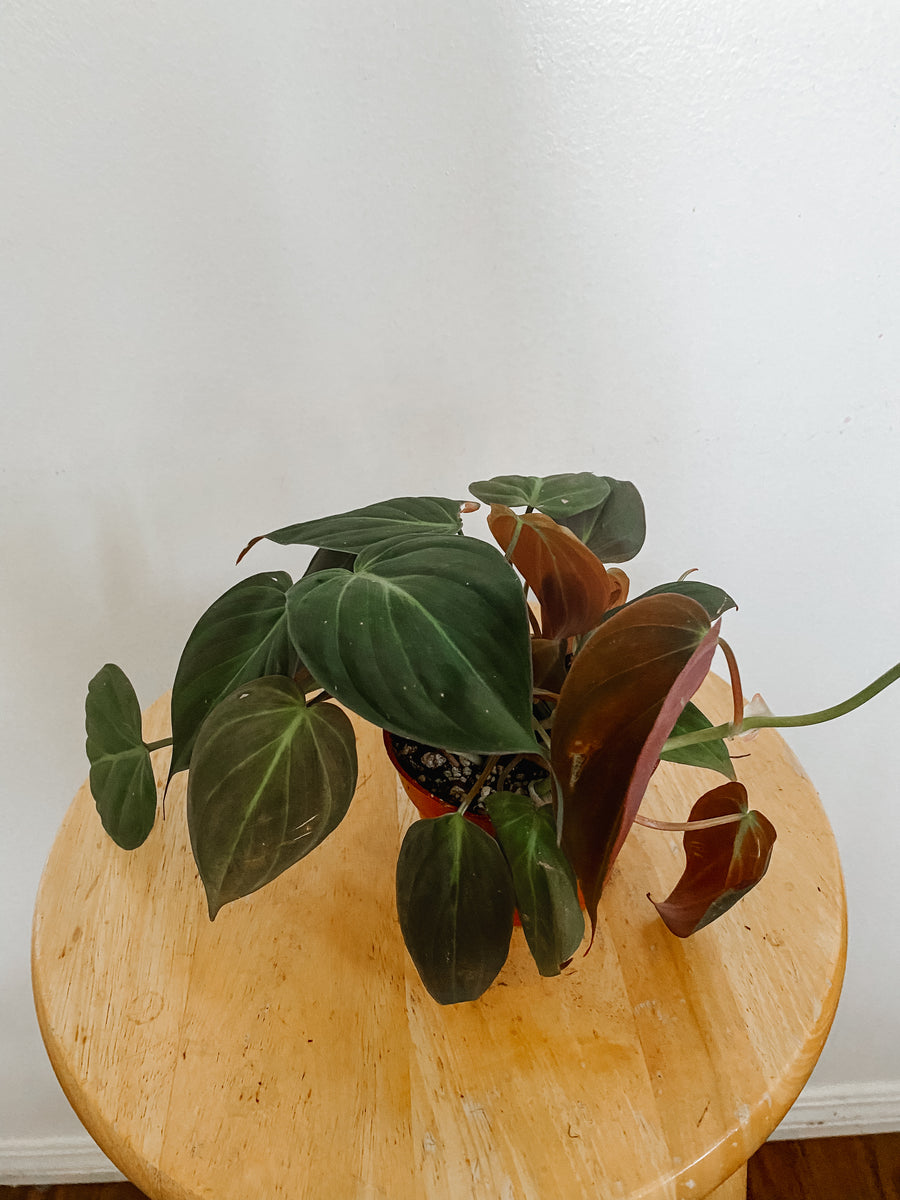 Philodendron Hederaceum Micans