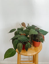 Load image into Gallery viewer, Philodendron Hederaceum Micans