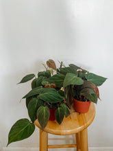 Load image into Gallery viewer, Philodendron Hederaceum Micans